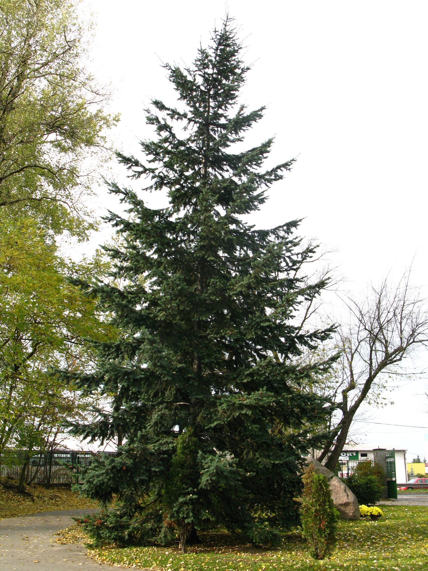 Flathead Douglas Fir (Pseudotsuga menziesii var. glauca MT Flathead)