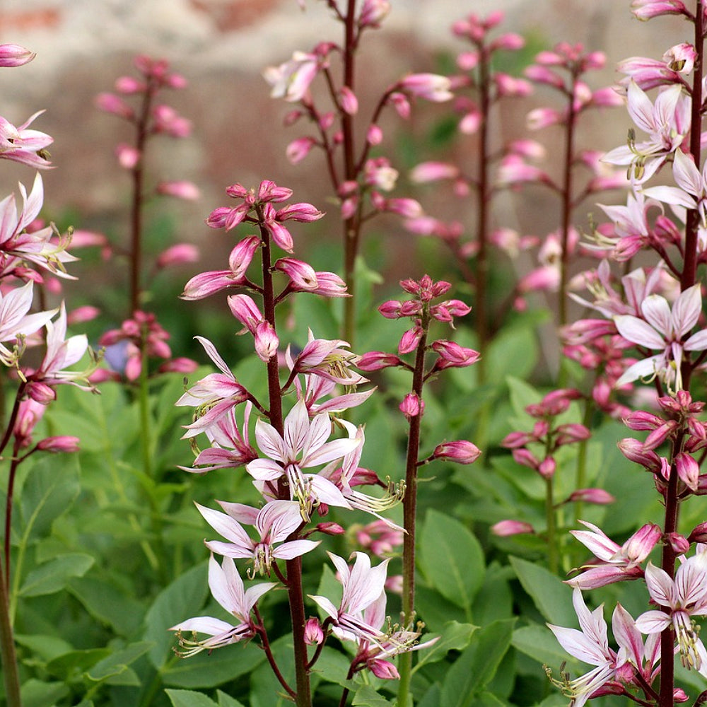 Dittany Gas Plant Gasplant (Dictamnus albus var. caucasicus)