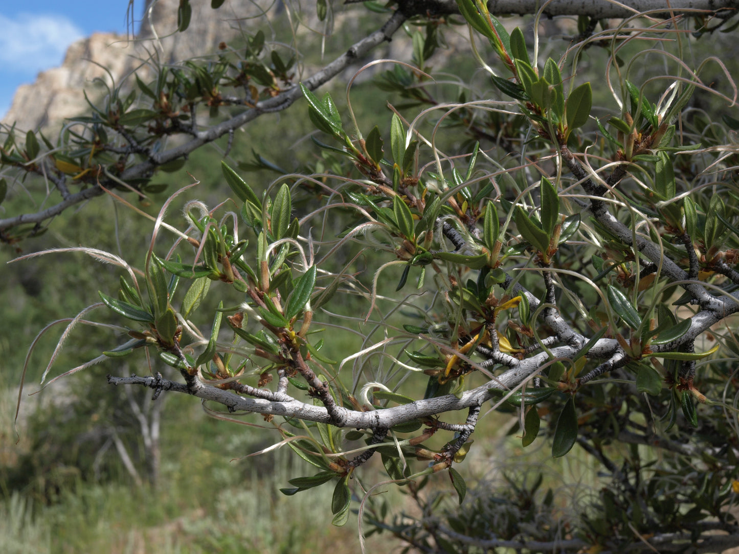 Curl-leaf Mountain Mahogany Mahogany (Cercocarpus ledifolius)