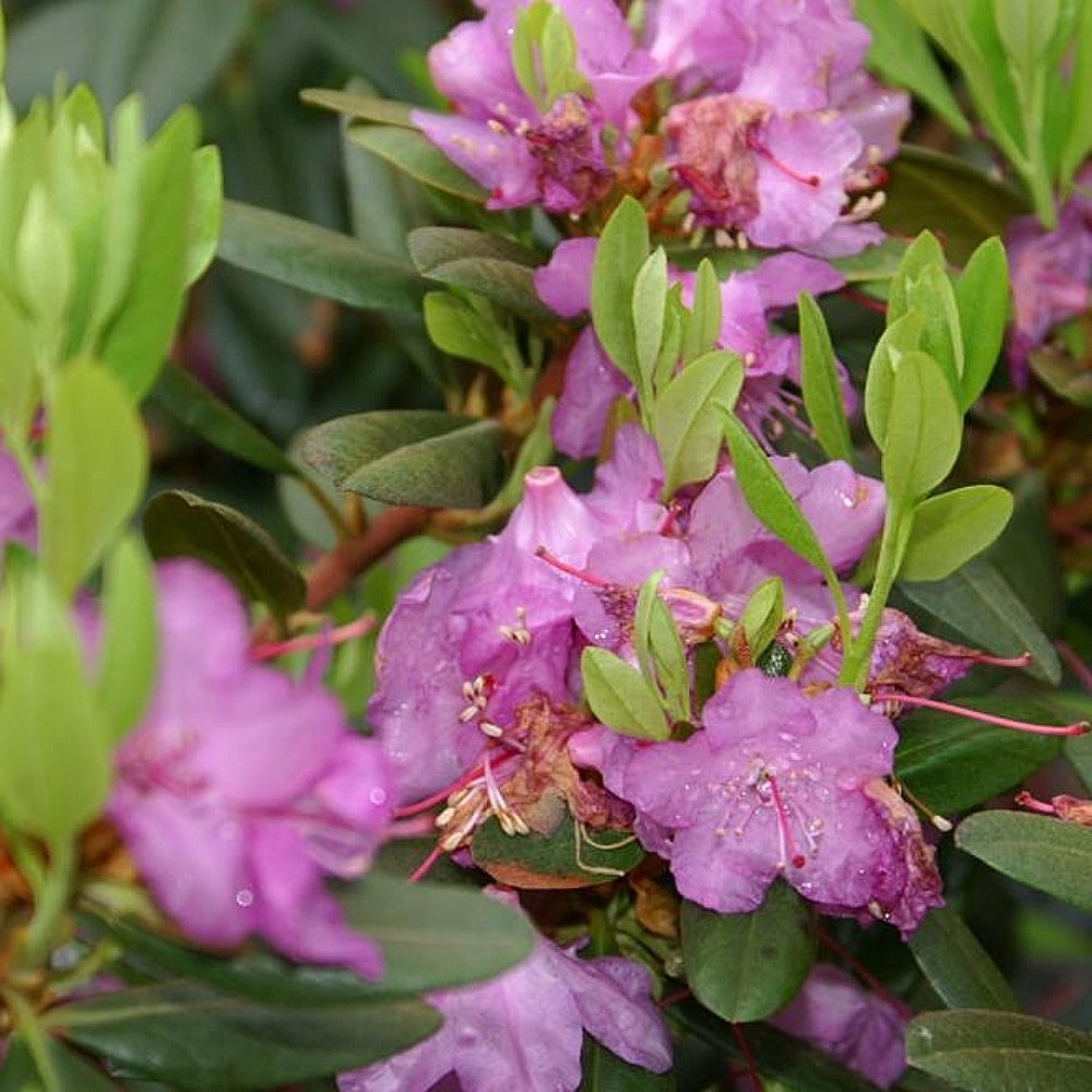 Carolina Azalea Carolina Rhododendron (Rhododendron carolinianum)