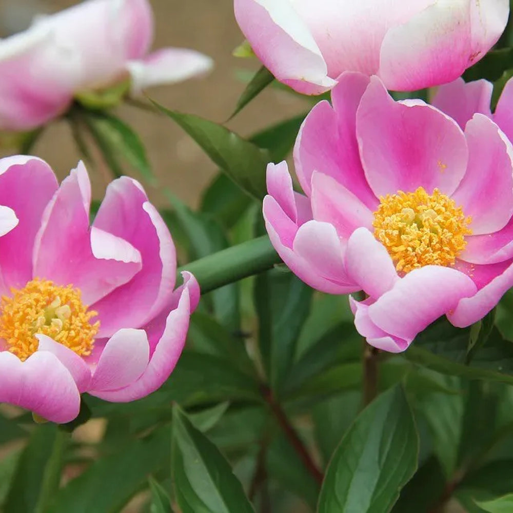 chinese peony flower seeds Chinese Peony (Paeonia lactiflora)