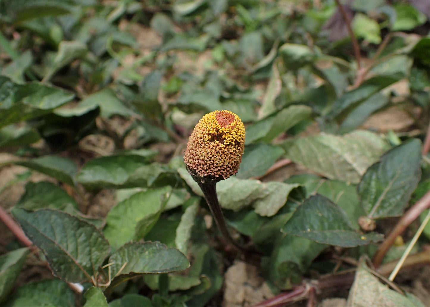Buzz Buttons Electric Daisy Eyeball Plant Paracress Peek-a-boo Toothache Plant (Acmella oleracea)