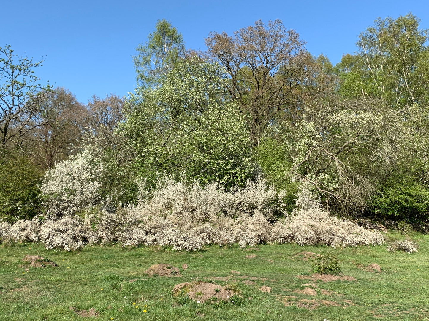 Dwarf Serviceberry Thicket Shadbush (Amelanchier spicata)
