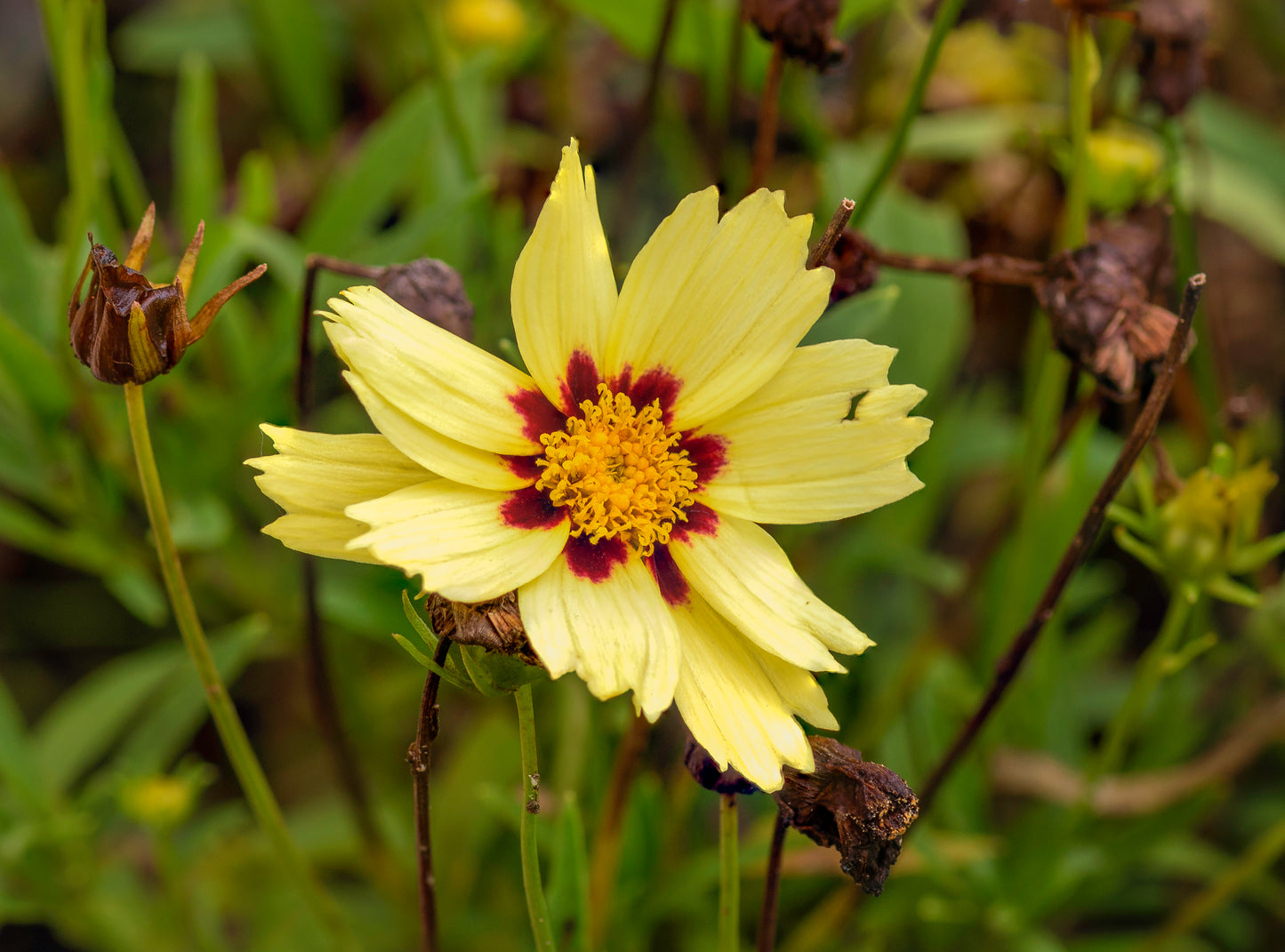 Golden Tickseed (Coreopsis tinctoria)