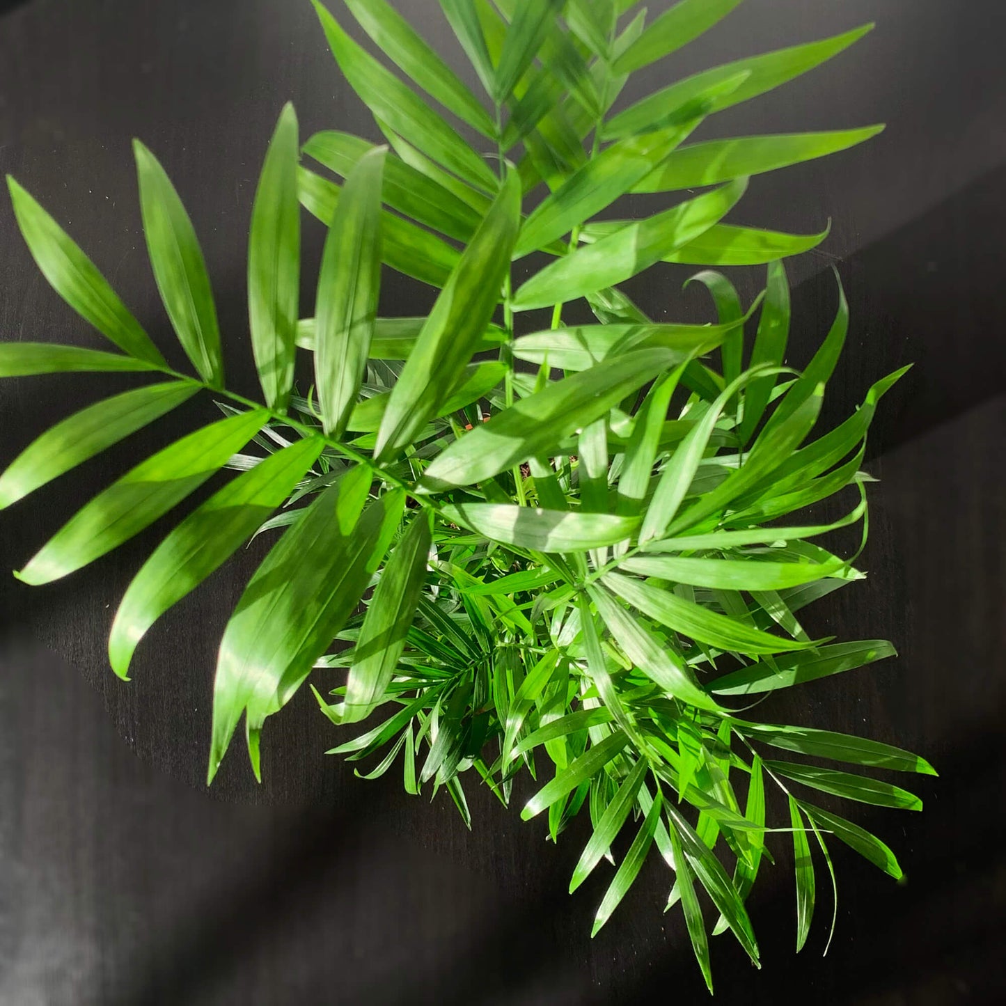 Neanthe Bella Palm Parlor Palm (Chamaedorea elegans)