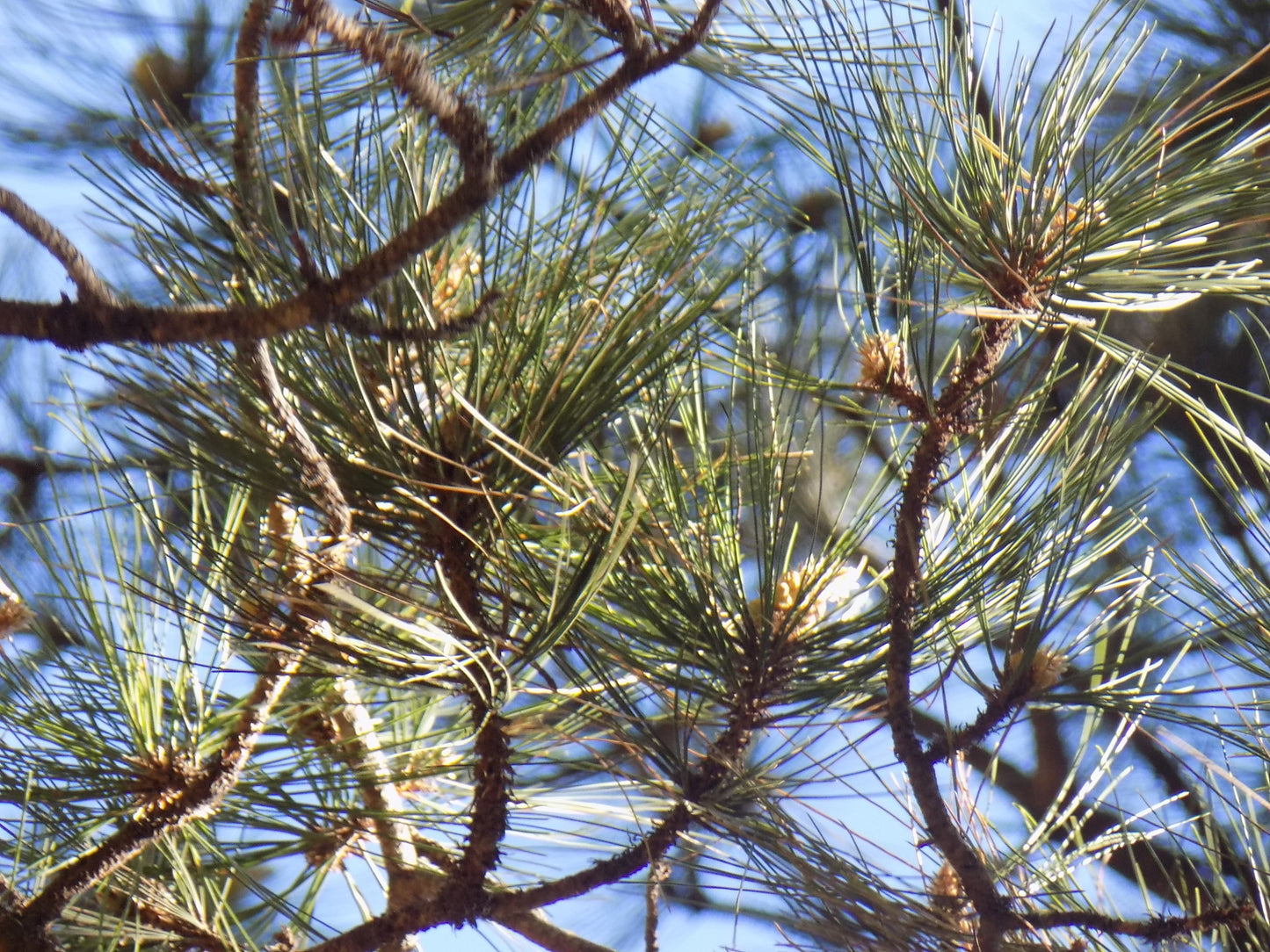 Durango Pine (Pinus durangensis)