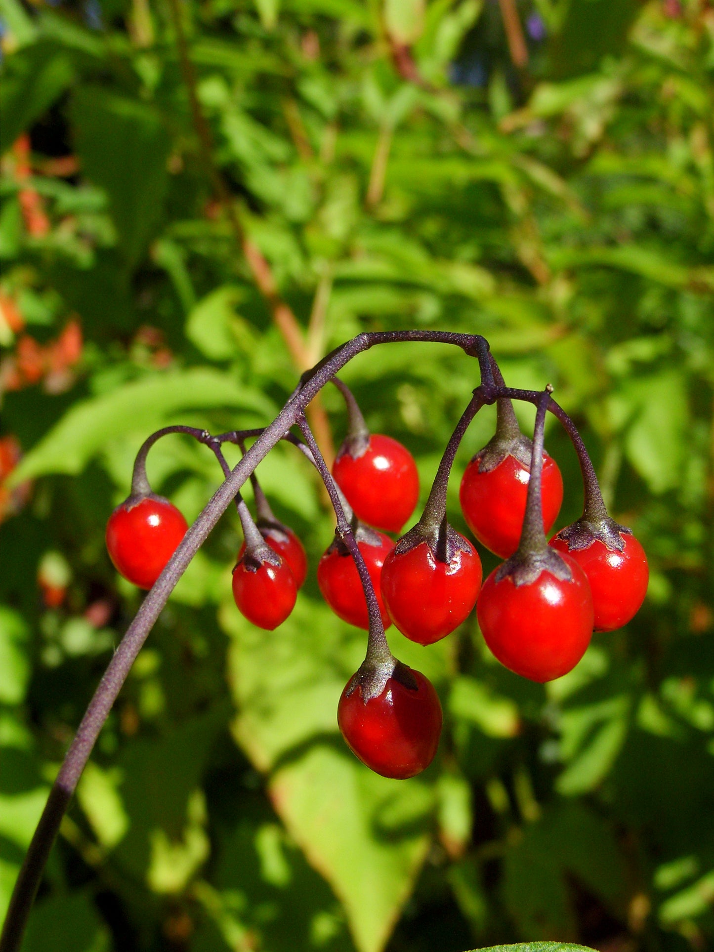 Climbing Nightshade Deadly Nightshade (Solanum dulcamara)