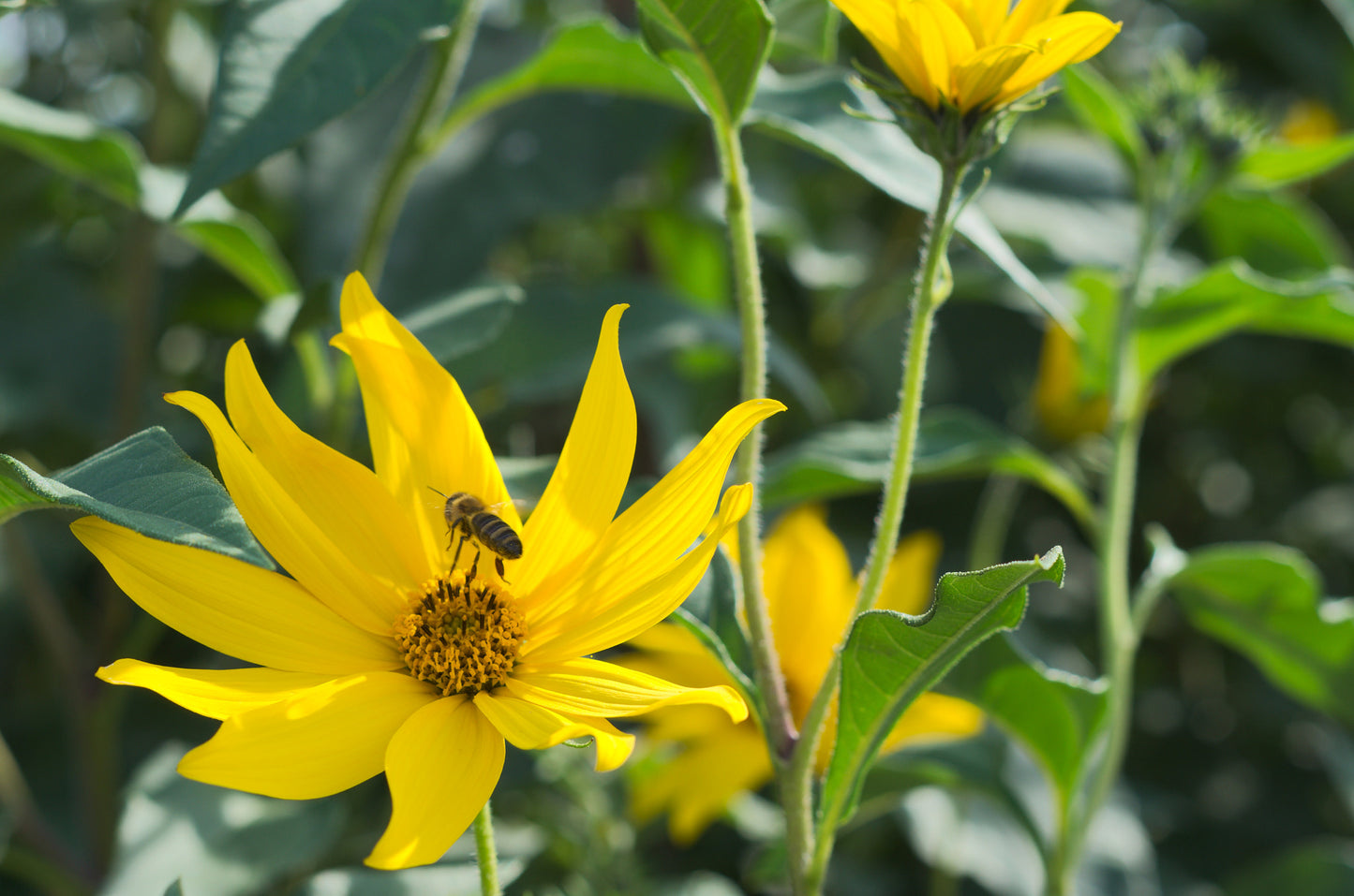 Jerusalem Artichoke Sunchoke Sunroot (Helianthus tuberosus)