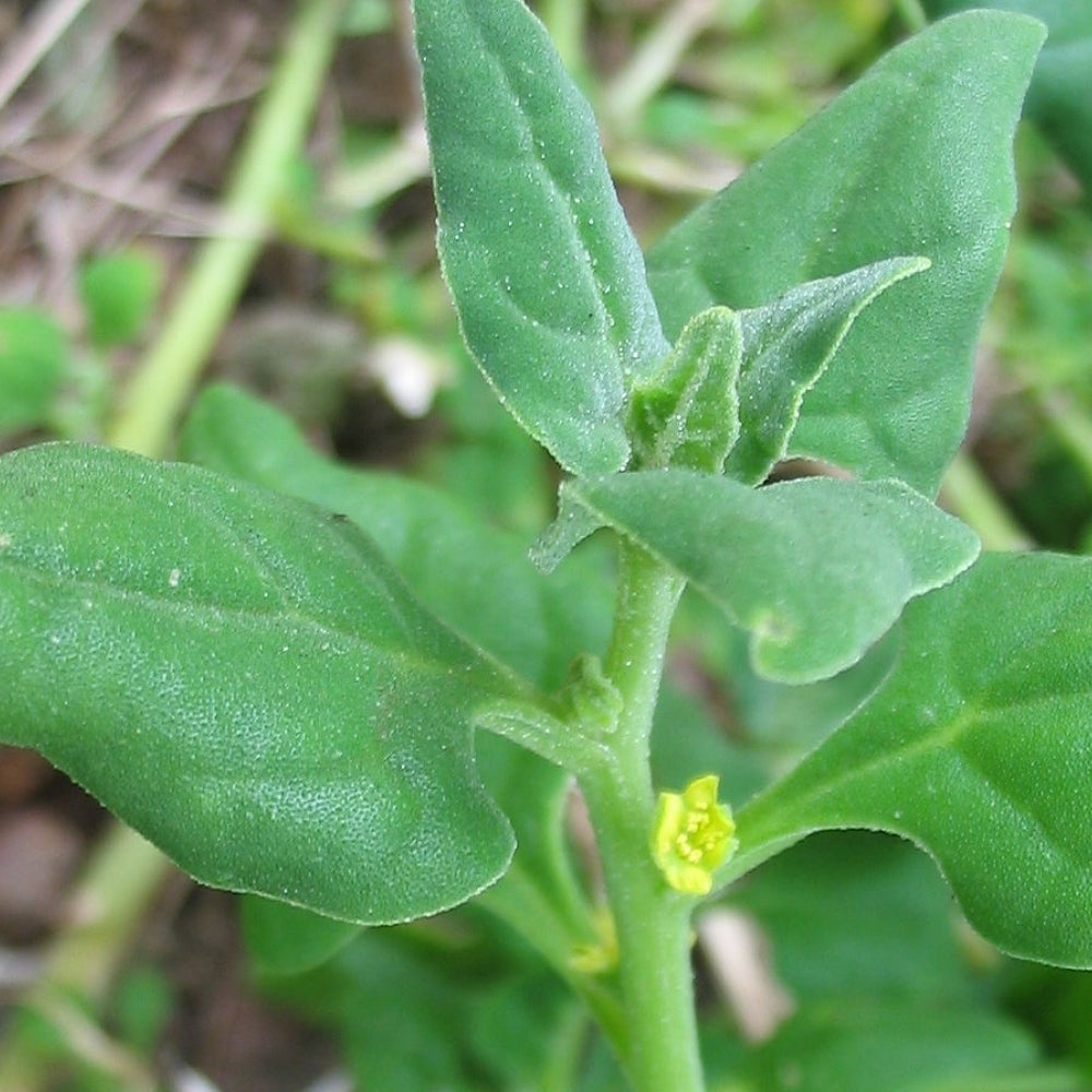New Zealand Spinach (Tetragonia tetragonioides)