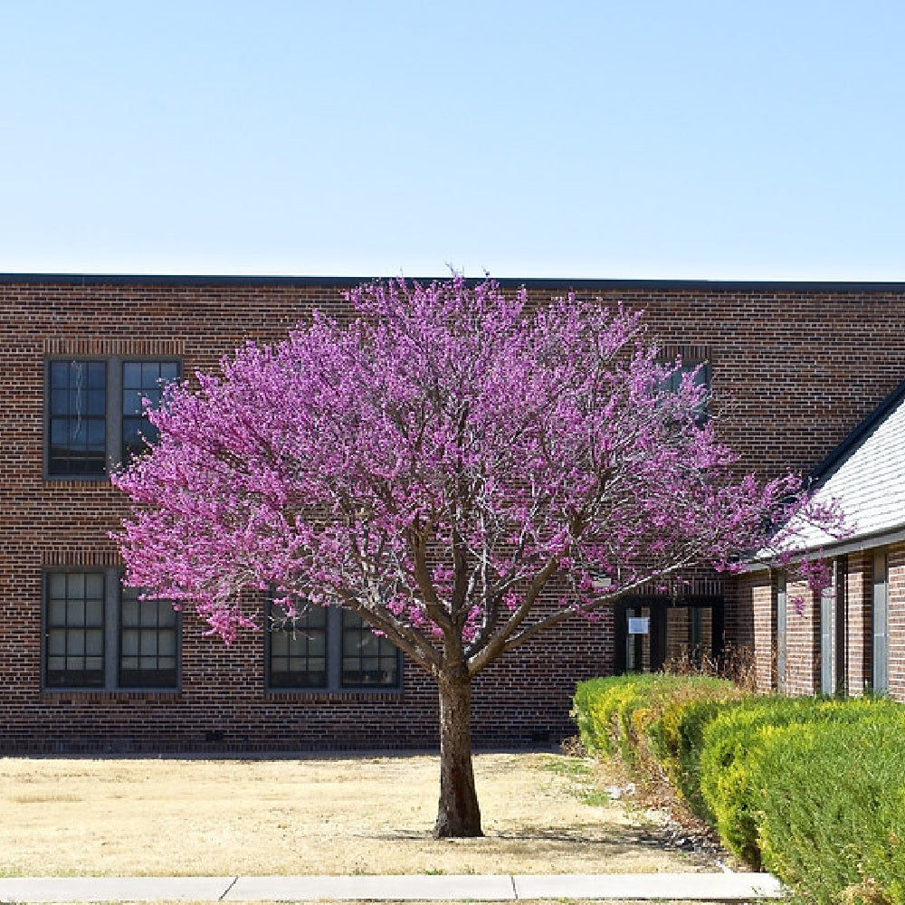 Mexican Redbud (Cercis canadensis var. mexicana)