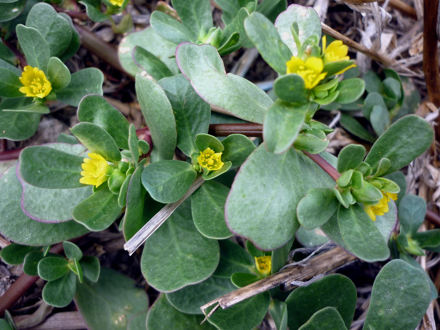 Common Purslane Little Hogweed (Portulaca oleracea)