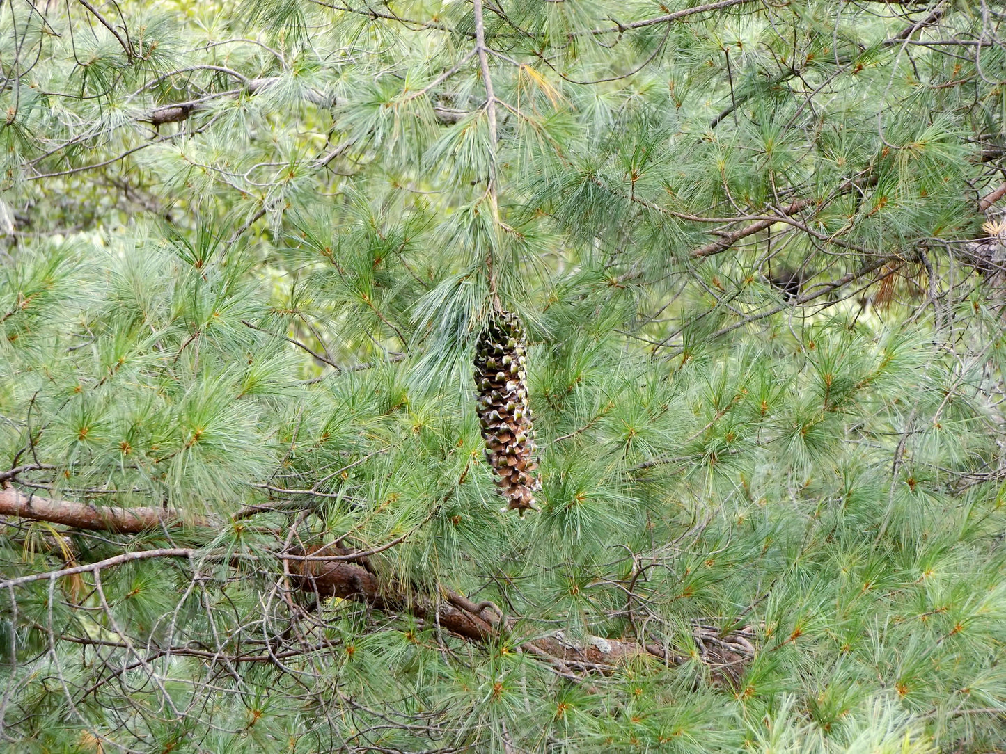 Border Chihuahua Southwestern Pine (Pinus strobiformis)