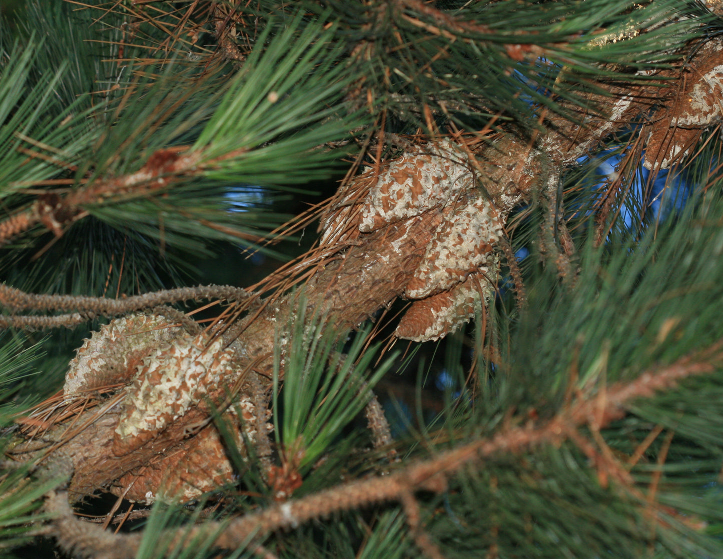 Knobcone Pine (Pinus attenuata)