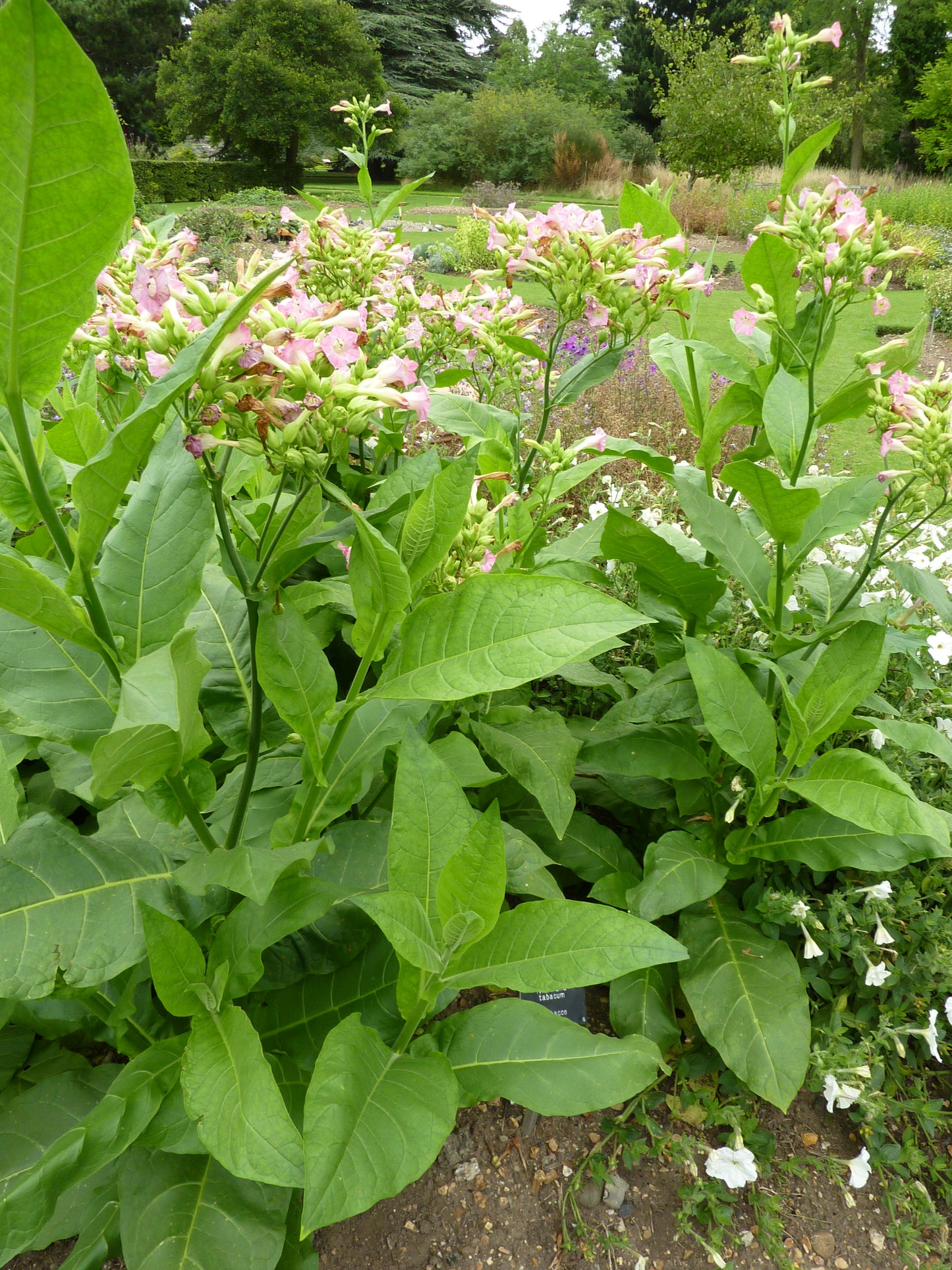 Cultivated Tobacco Little Crittenden Tobacco (Nicotiana tabacum var. Little Crittenden)
