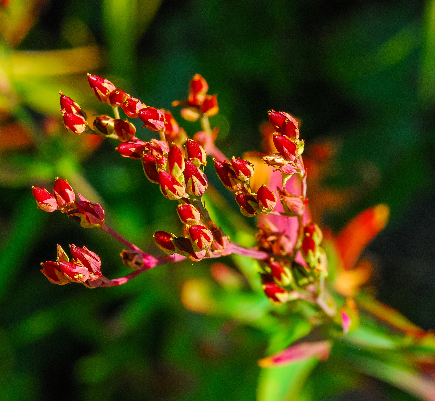 Common Sorrel Field Sour Weed (Rumex acetosella)