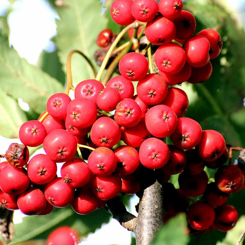 California Ash (Sorbus californica dried berries)