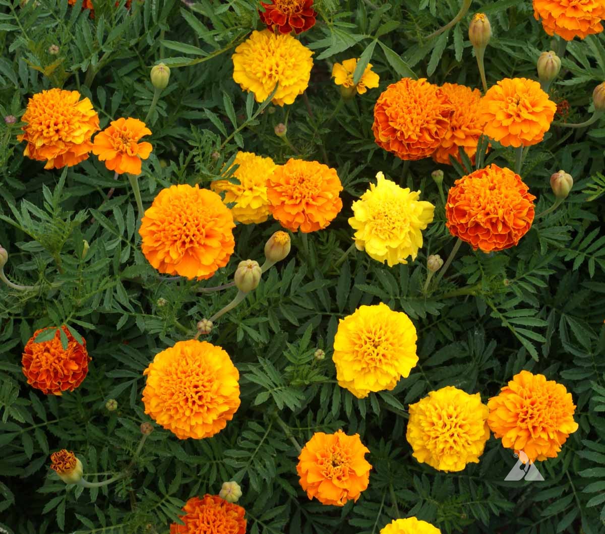 French Sparky Mix Marigold (Tagetes patula var. Sparky mix)