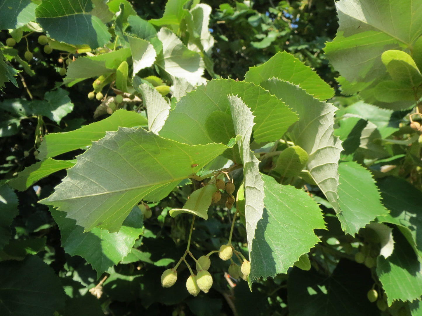 Silver Lime Linden (Tilia tomentosa)