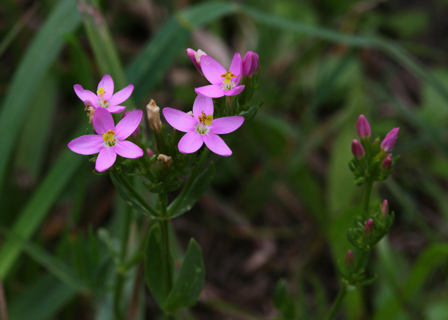 Monterey Centaury Muhlenbergs Centaury (Centaurium muehlenbergii)