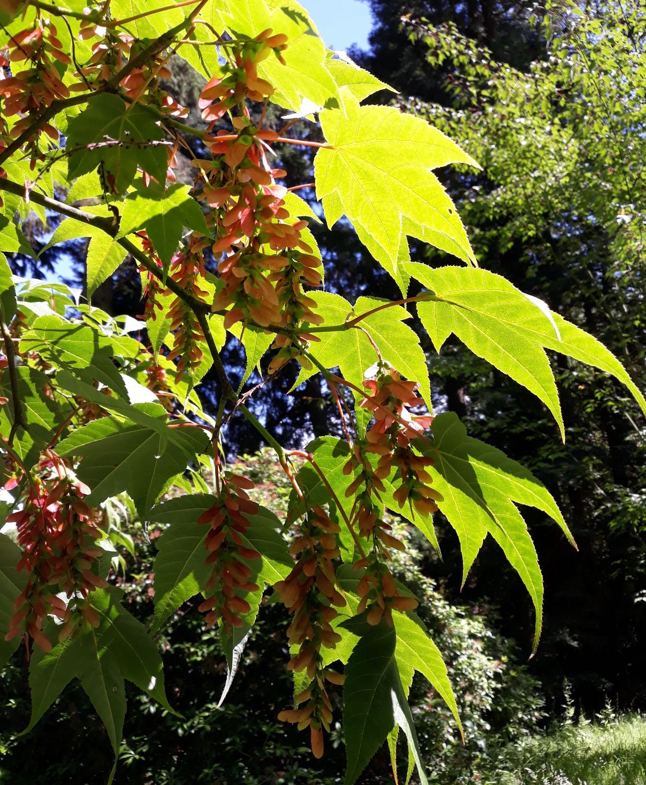 Maximowiczs Snakebark Maple (Acer pectinatum ssp. Maximowiczii)