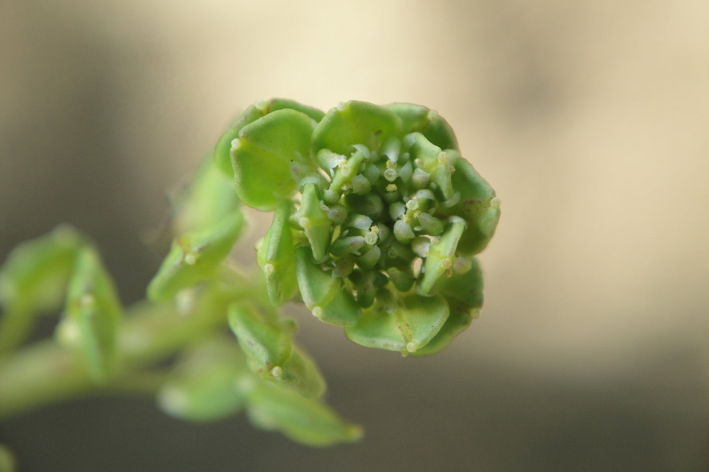 Black Maca Peruvean Ginseng (Lepidium meyenii)
