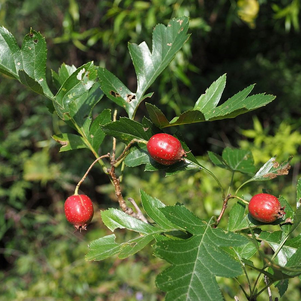 Chinese Haw (Crataegus pinnatifida)
