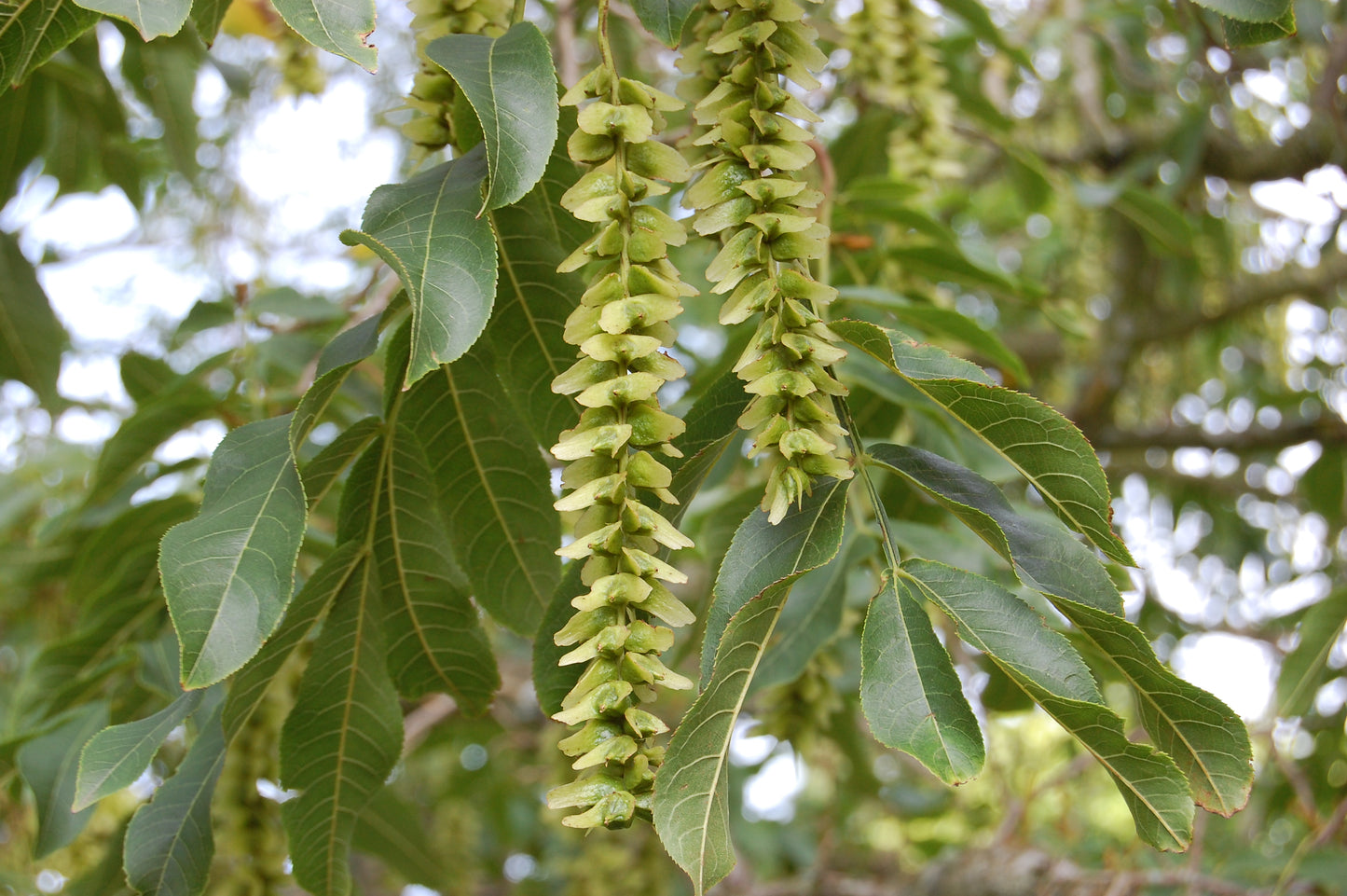 Chinese Wingnut (Pterocarya stenoptera)
