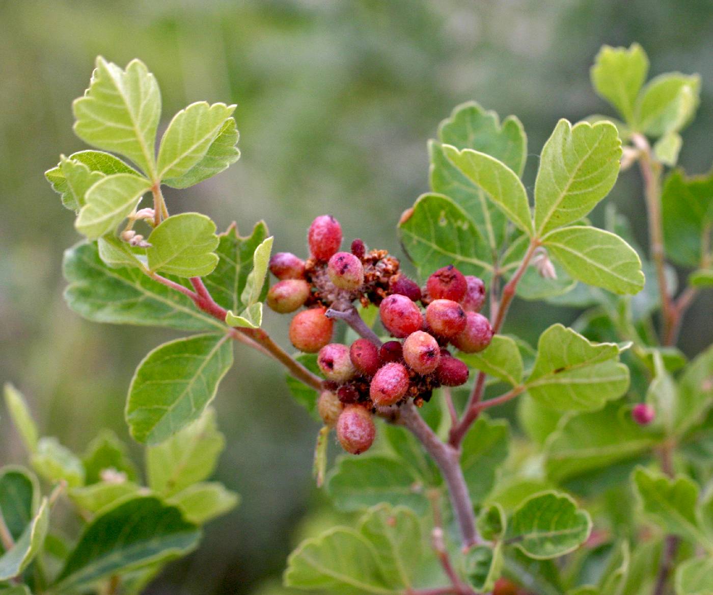 Fragrant Sumac (Rhus aromatica)