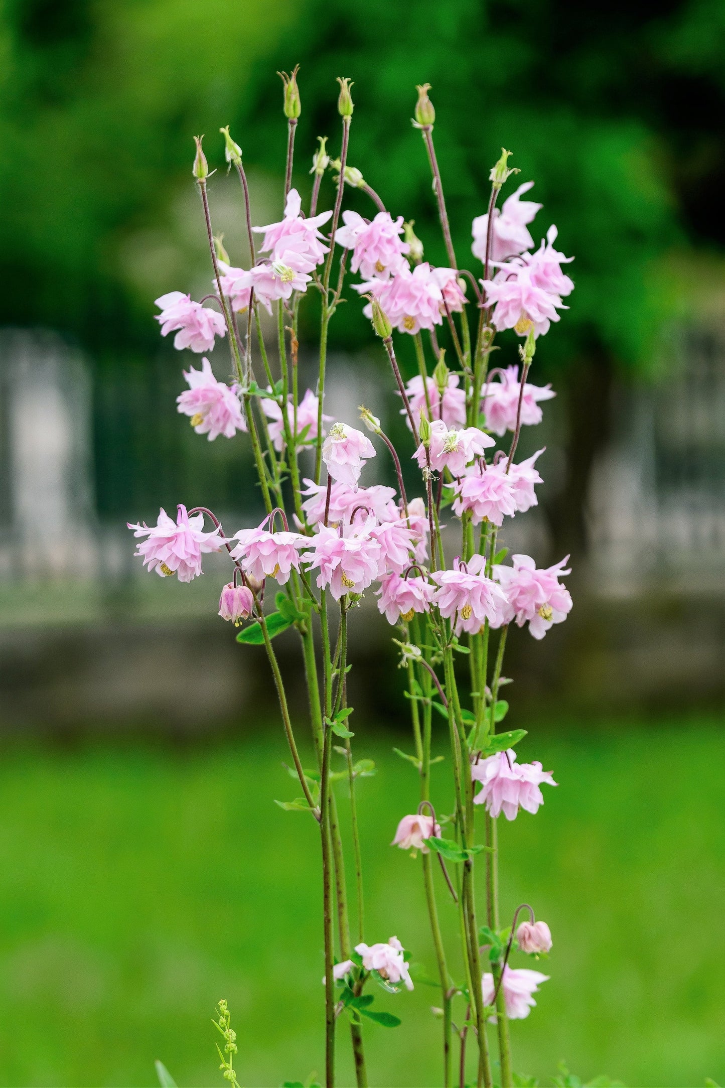 Columbine Dwarf Columbine European Columbine (Aquilegia vulgaris var. Double Mix)