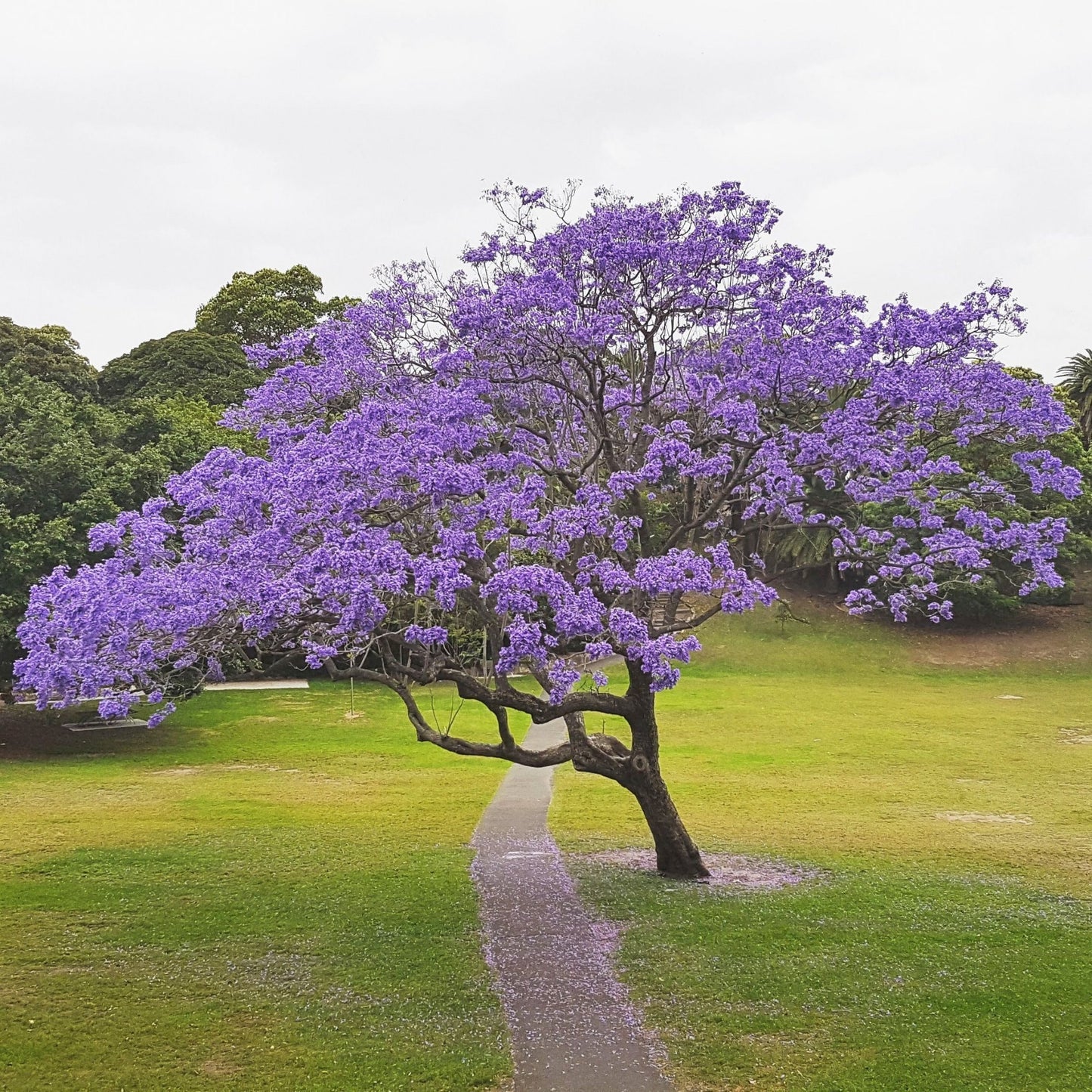 Black Poui, Blue Jacaranda, Green Ebony Fern Tree (Jacaranda mimosifolia)