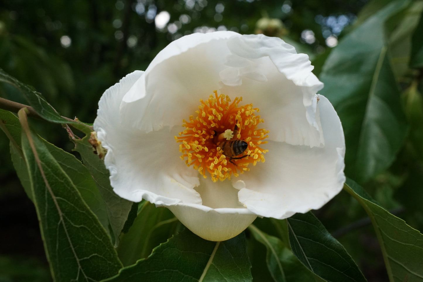 Franklin Franklinia (Franklinia alatamaha)