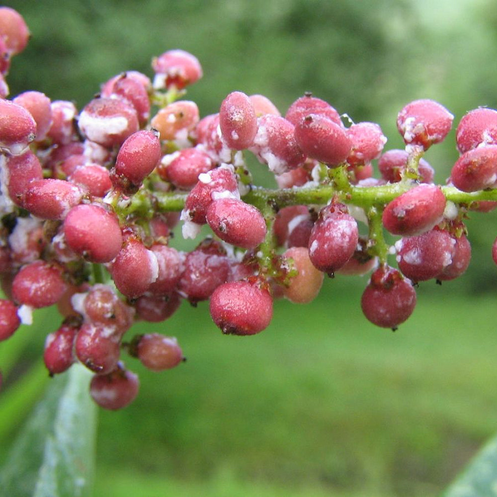 Punjab Sumac (Rhus punjabensis)