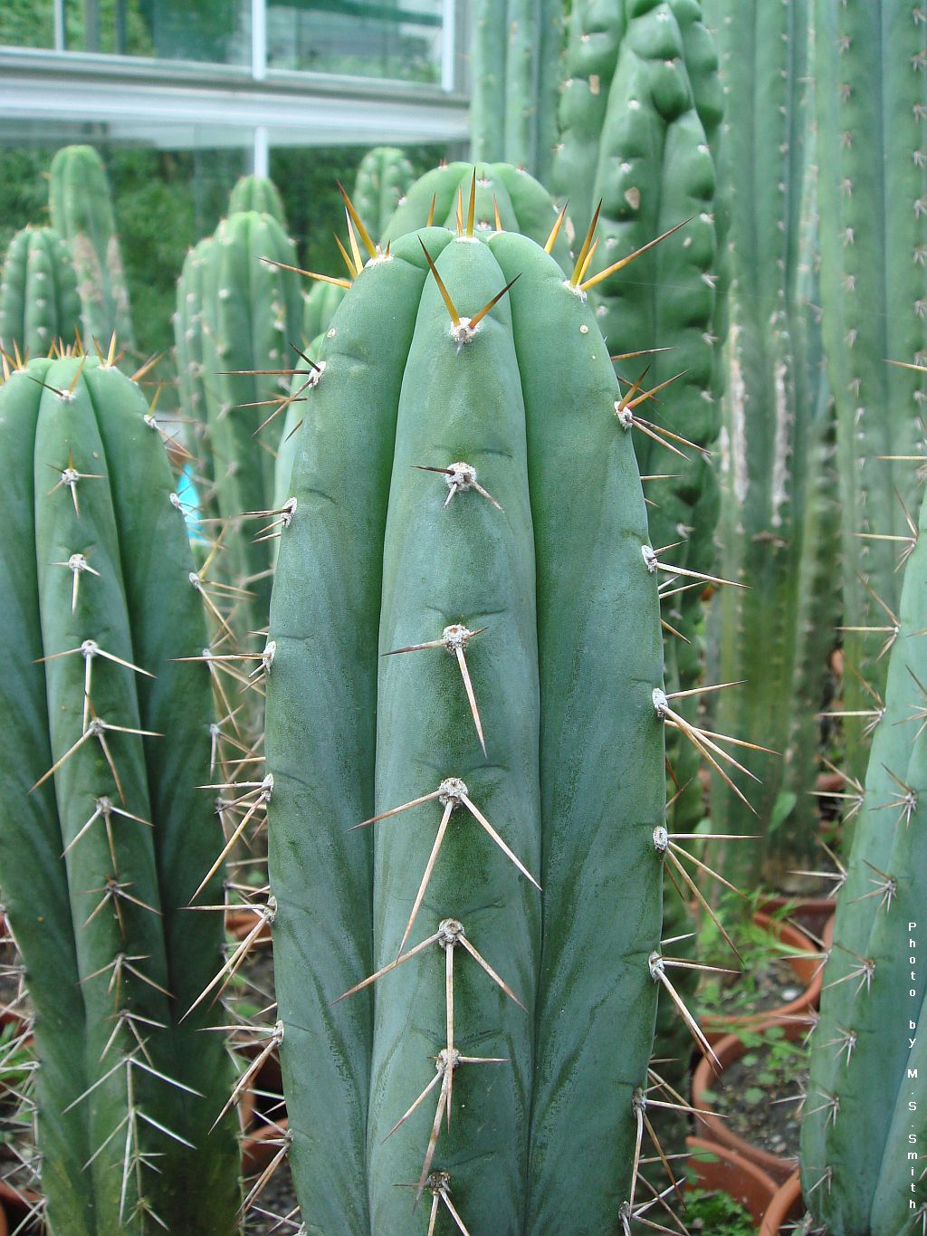Matucana Peruvian Torch Matucana Cactus (Trichocereus peruvianus var. Matucana)