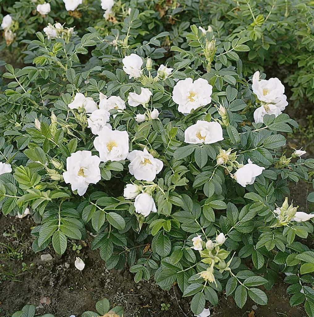 White Rugosa Rose (Rosa rugosa 'Alba')
