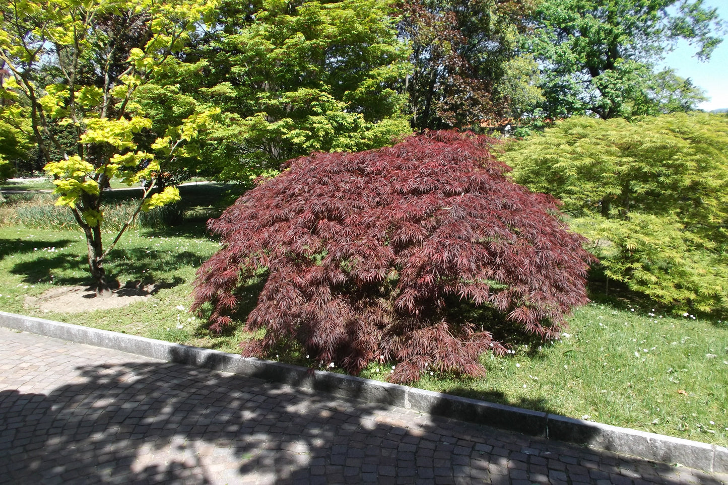 Villa Taranto Maple (Acer palmatum ssp. amoenum 'Villa Taranto' dry seed)