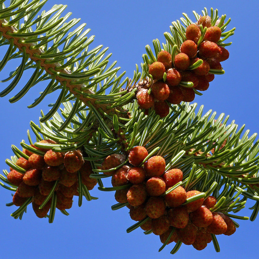 Trojan Fir (Abies nordmanniana ssp. equi-trojani)