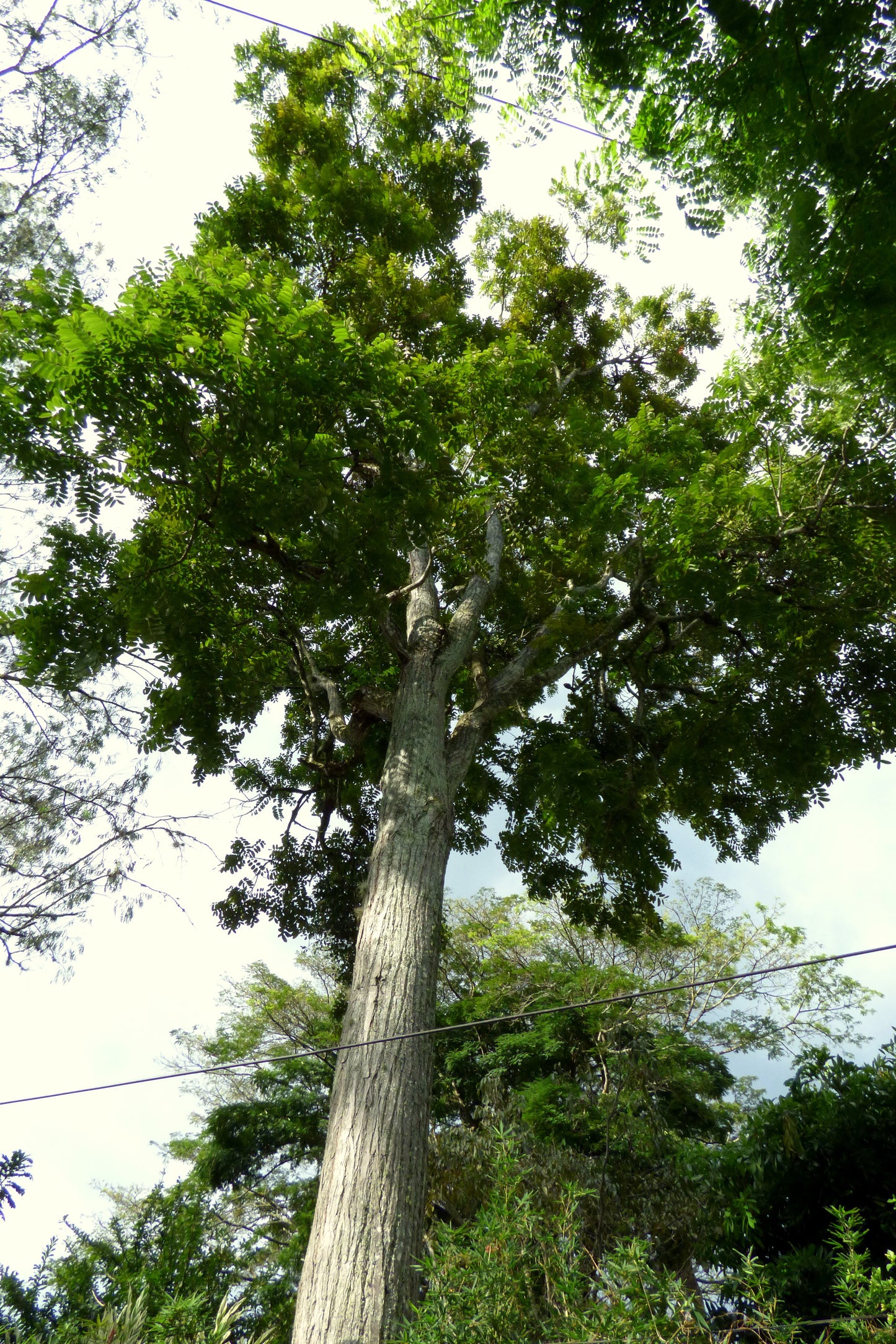 Cedro Cedro Hembra Cigar-box Cedar Spanish West Indian Cedar (Cedrela odorata)