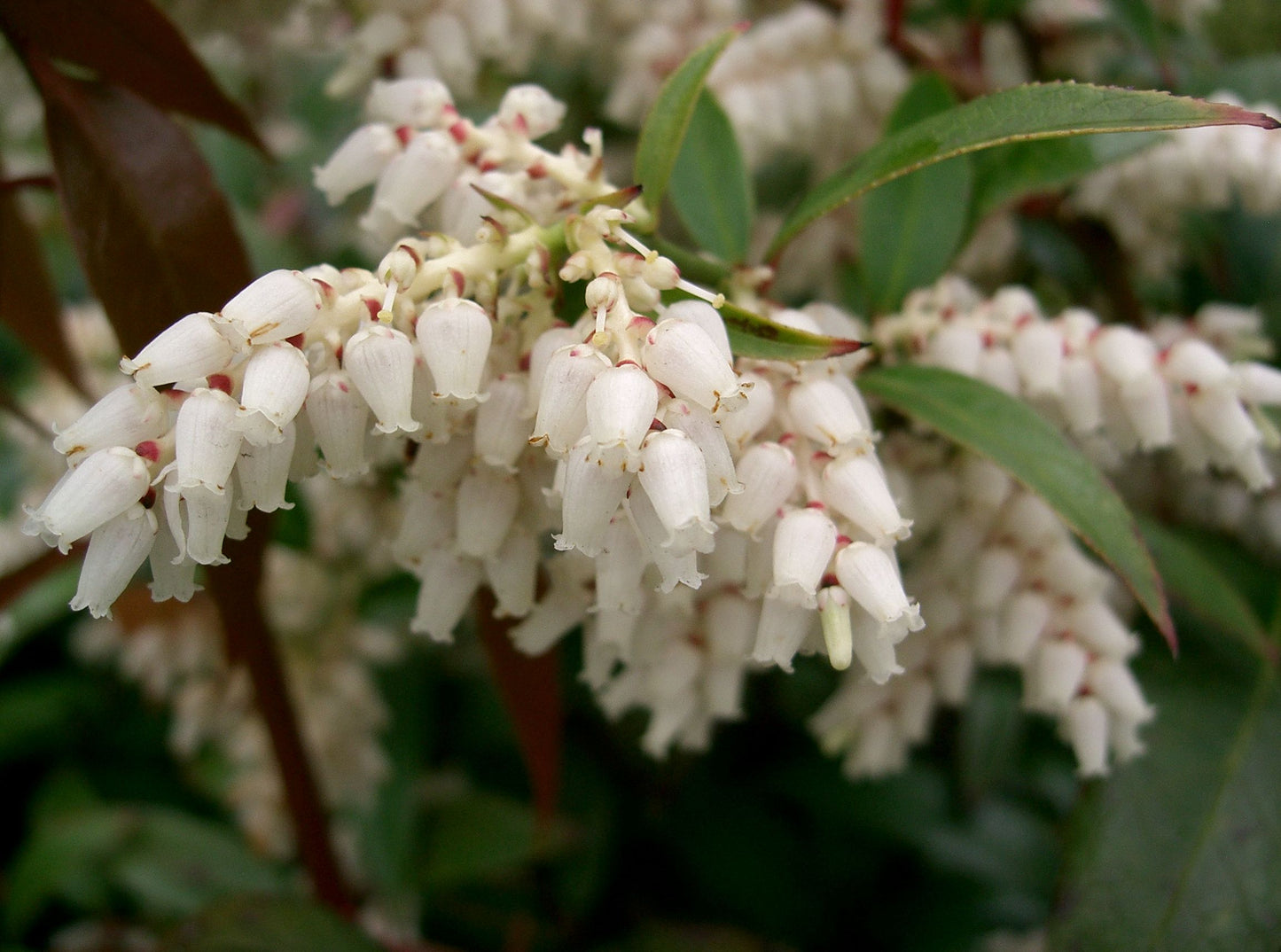 Coast Leucothoe Coastal Doghobble Leucothoe (Leucothoe axillaris)