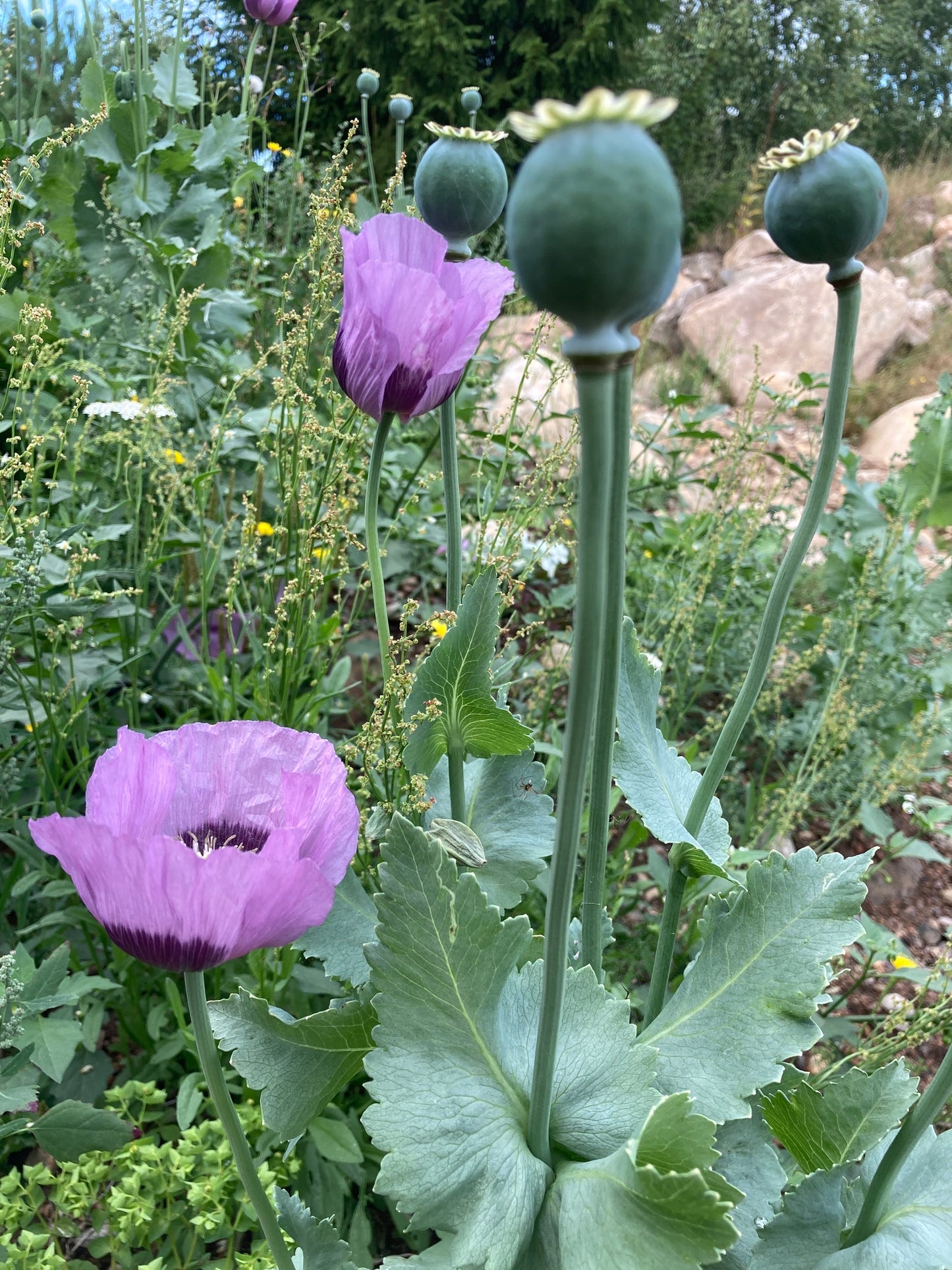 Opium Poppy (Papaver somniferum)
