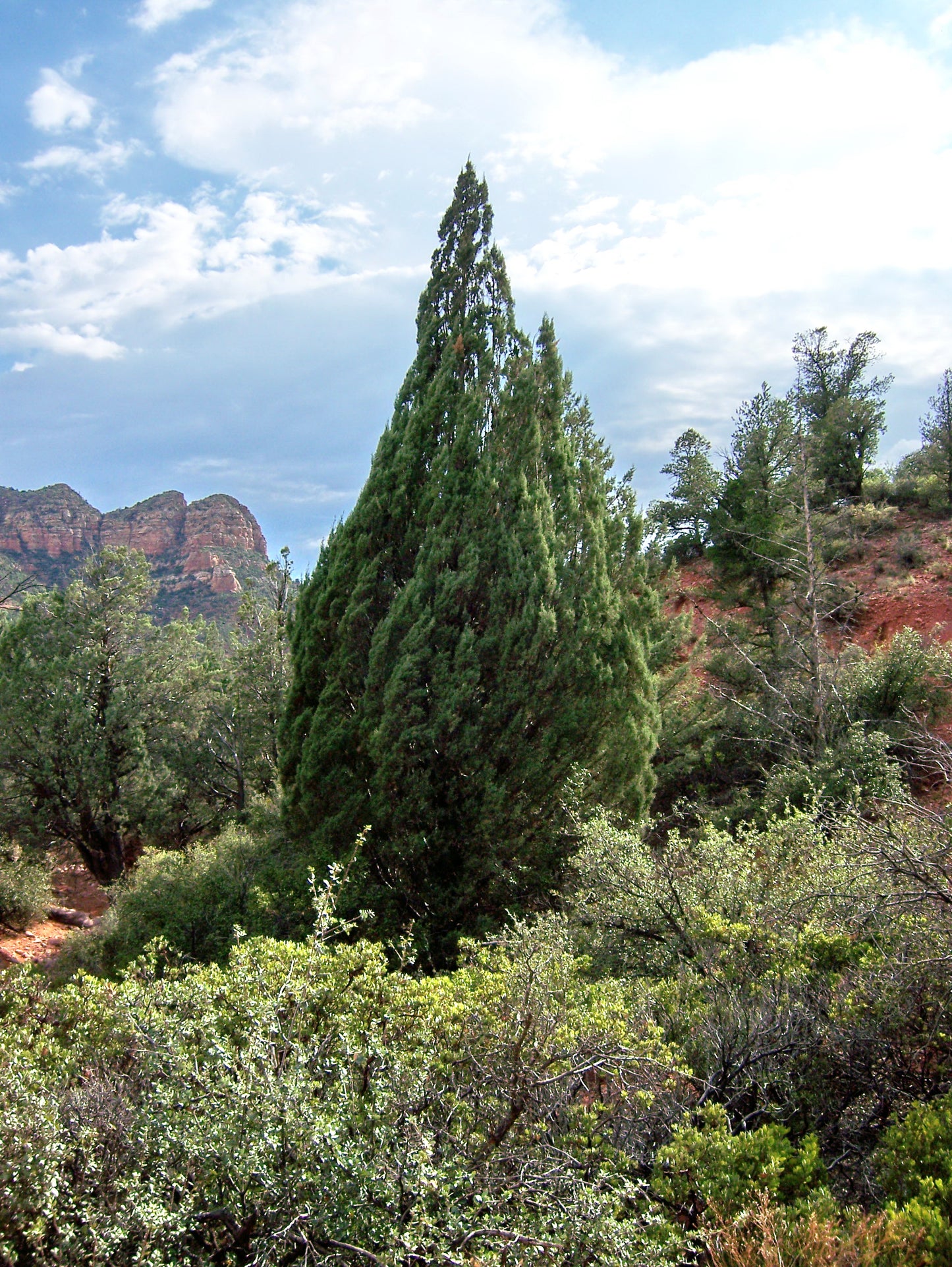 Piute Cypress (Hesperocyparis nevadensis)