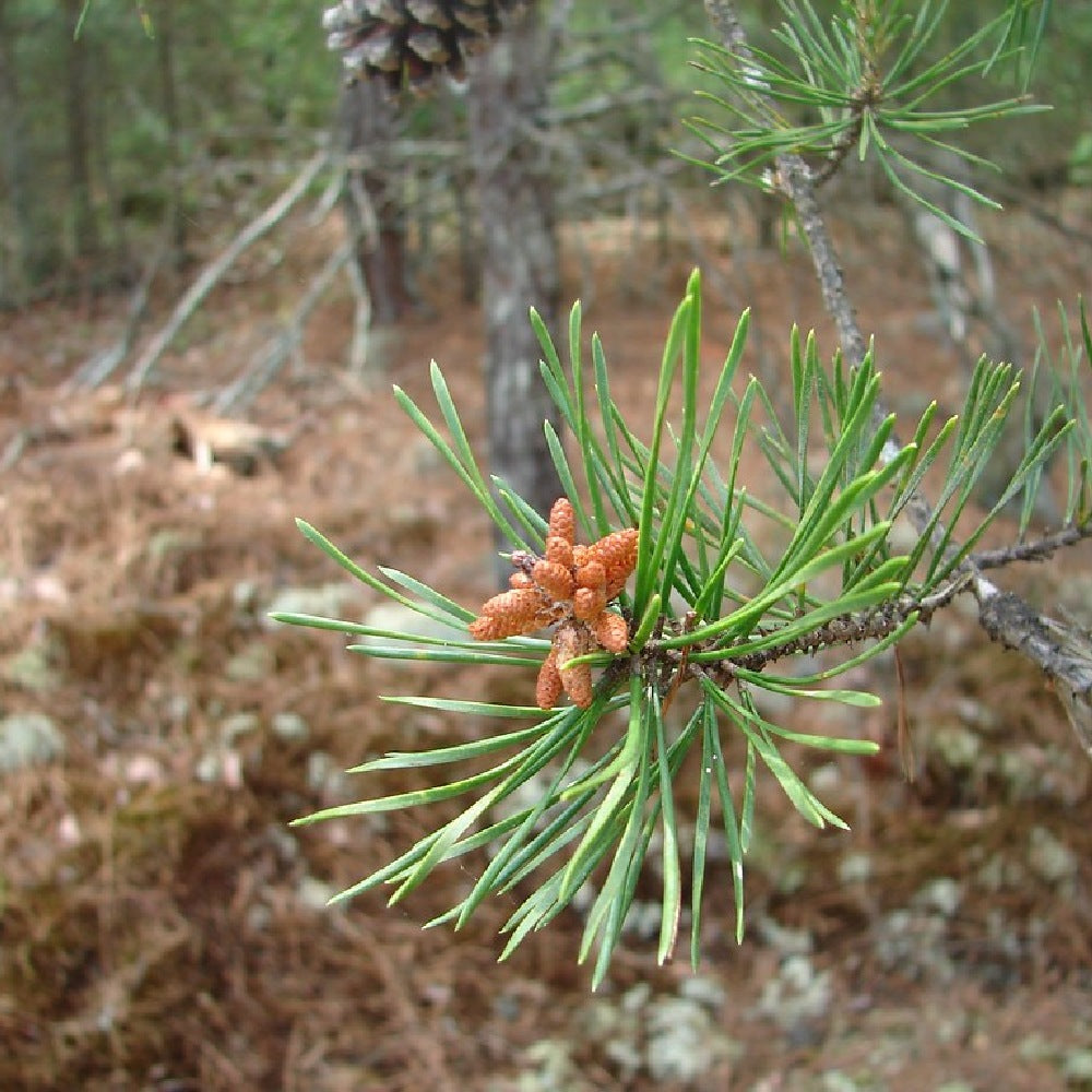Improved Virginia Pine (Pinus virginiana Improved)