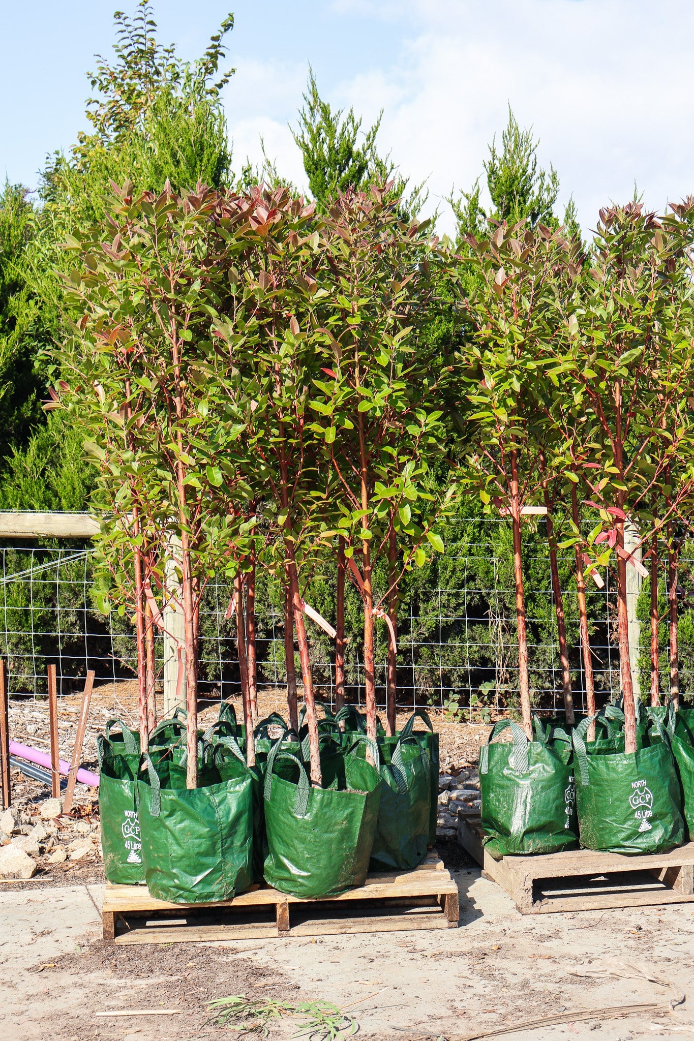 Swamp Mahogany Swampmahogany (Eucalyptus robusta)