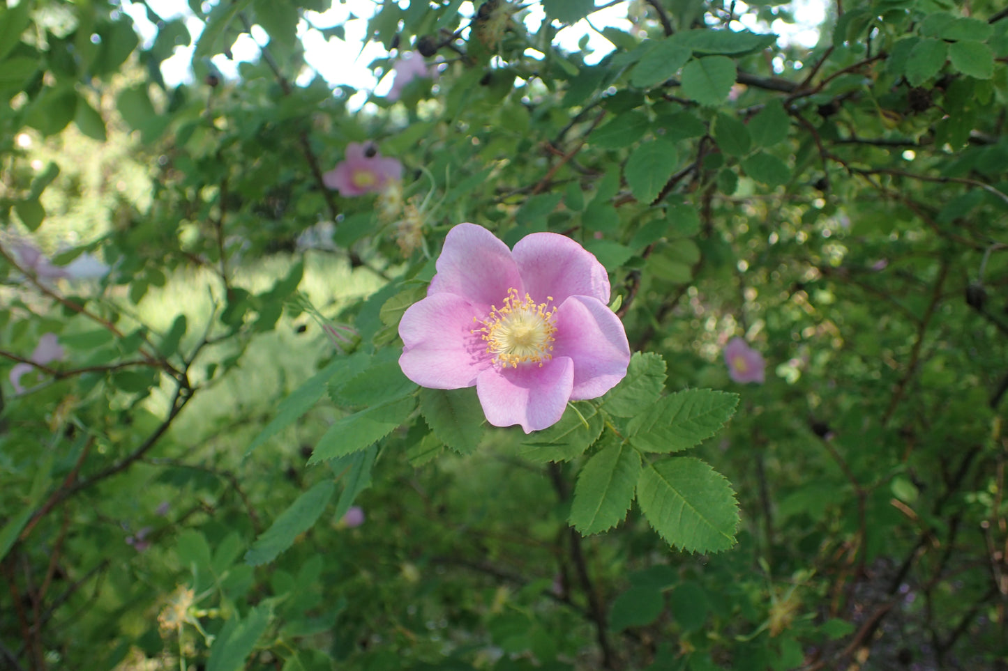 Amur Rose Cinnamon Daurian Rose (Rosa davurica)