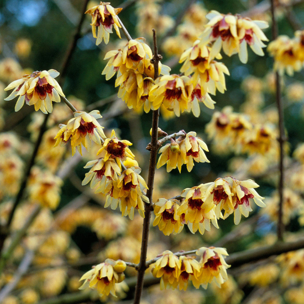 CHIMONANTHUS praecox 10 CHIMONANTHUS praecox