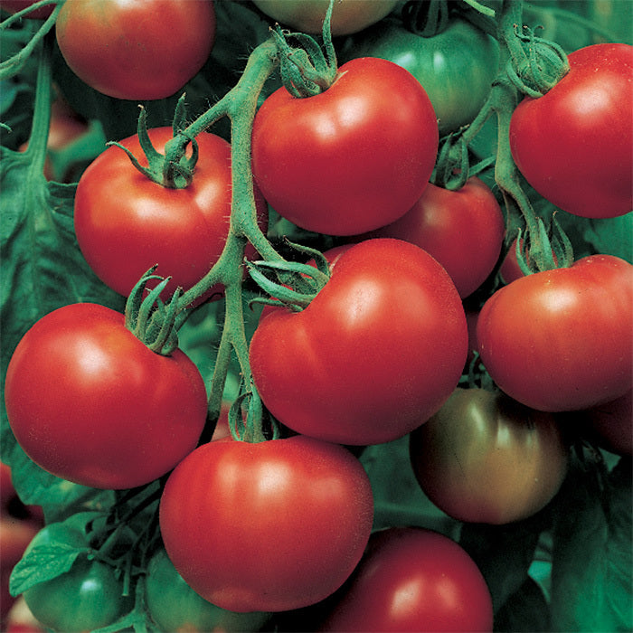 Tomato Super Sioux Vegetable 100 mg Seeds For Planting