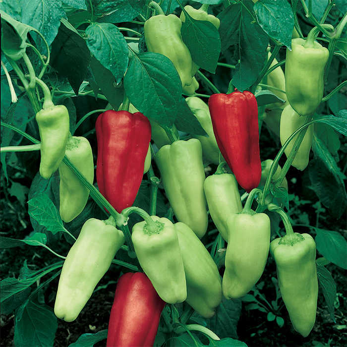 Pepperoncini Italian Sweet Pepper 250 mg Seeds For Planting