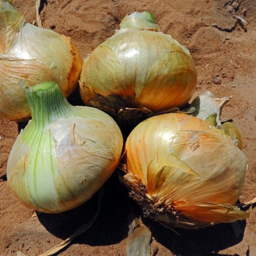 Onion Texas Grano 502 Vegetable 250 mg Seeds For Planting