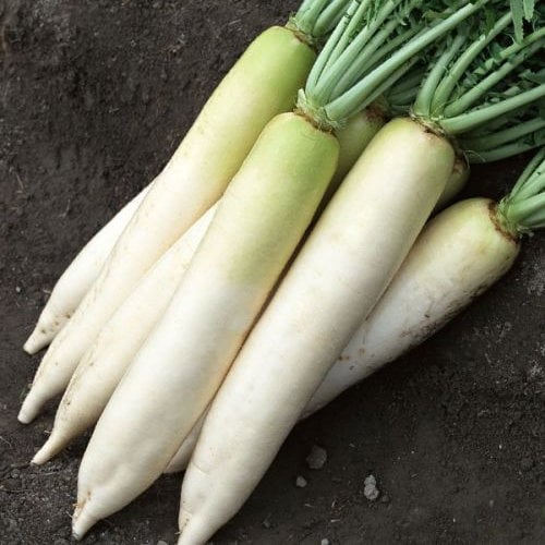 Japanese Minowase (daikon) Radish Vegetable 1 gram Seeds For Planting