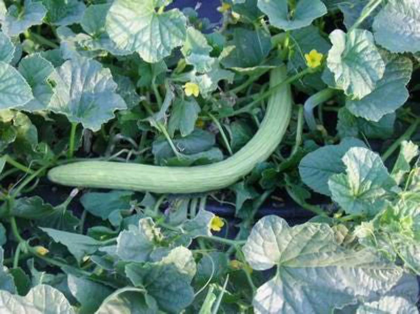 Snake Gourd (lagenaria Siceraria) 10 Seeds For Planting