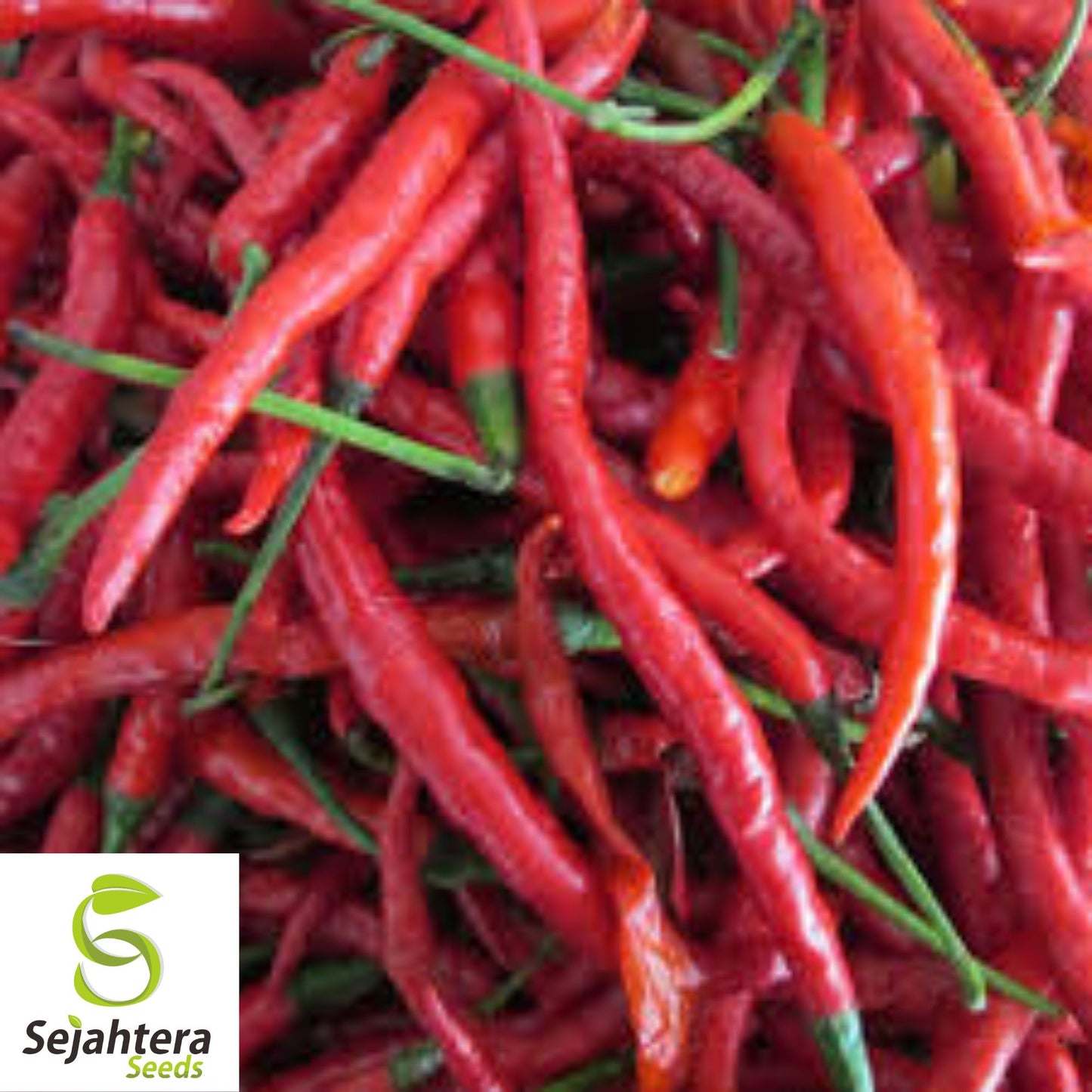 25 Long Thin Red Cayenne Pepper Seeds - Non-GMO, Hot & Productive Variety